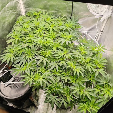 MOBY-D (JACK HERER X WHITE WHIDOW) growlog timeline photo