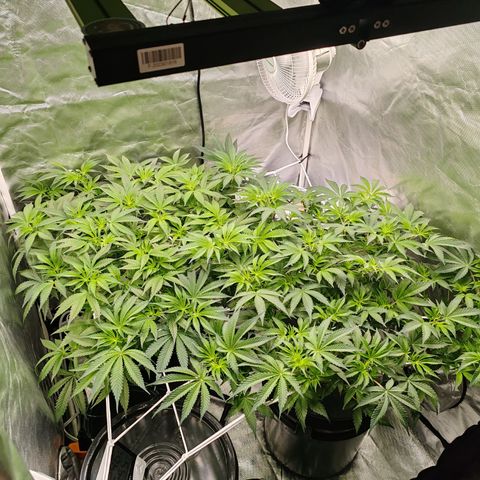 MOBY-D (JACK HERER X WHITE WHIDOW) growlog timeline photo