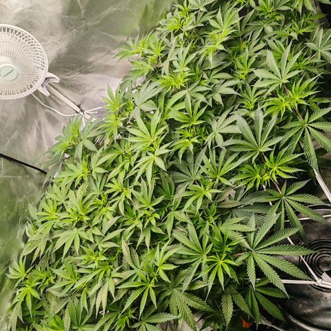 MOBY-D (JACK HERER X WHITE WHIDOW) growlog timeline photo