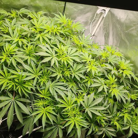 MOBY-D (JACK HERER X WHITE WHIDOW) growlog timeline photo
