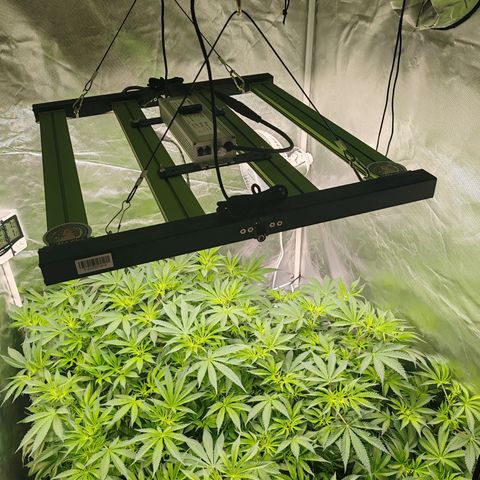 MOBY-D (JACK HERER X WHITE WHIDOW) growlog photo: Flora semana 1