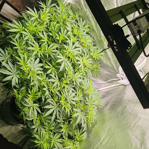 MOBY-D (JACK HERER X WHITE WHIDOW) growlog photo: Flora semana 1