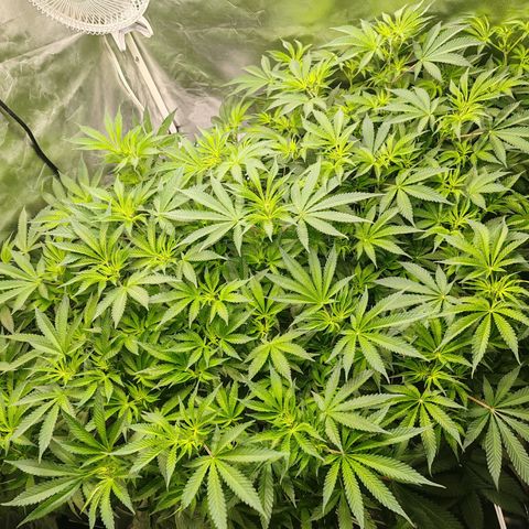 MOBY-D (JACK HERER X WHITE WHIDOW) growlog photo: Flora semana 1