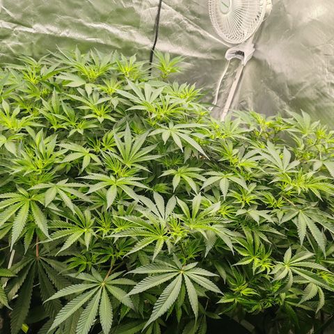 MOBY-D (JACK HERER X WHITE WHIDOW) growlog photo: Flora semana 1