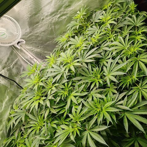 MOBY-D (JACK HERER X WHITE WHIDOW) growlog timeline photo