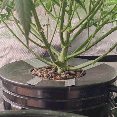 MOBY-D (JACK HERER X WHITE WHIDOW) growlog timeline photo
