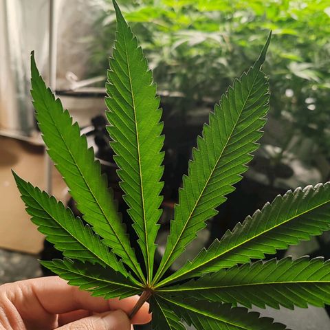 MOBY-D (JACK HERER X WHITE WHIDOW) growlog timeline photo