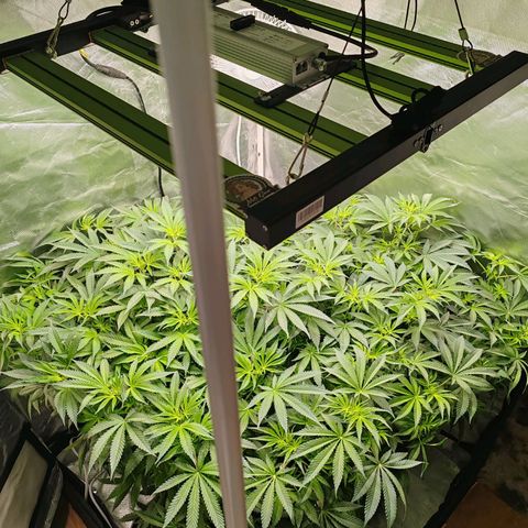 MOBY-D (JACK HERER X WHITE WHIDOW) growlog timeline photo