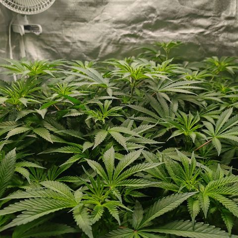 MOBY-D (JACK HERER X WHITE WHIDOW) growlog timeline photo