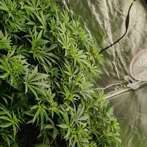 MOBY-D (JACK HERER X WHITE WHIDOW) growlog timeline photo