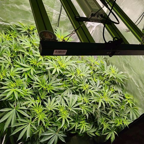 MOBY-D (JACK HERER X WHITE WHIDOW) growlog timeline photo