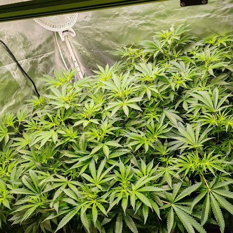 MOBY-D (JACK HERER X WHITE WHIDOW) growlog timeline photo