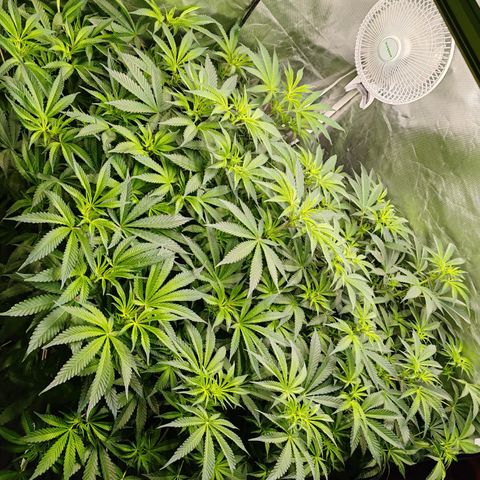 MOBY-D (JACK HERER X WHITE WHIDOW) growlog timeline photo