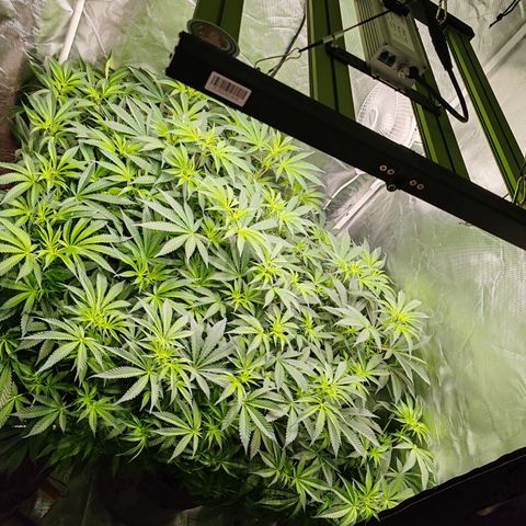 MOBY-D (JACK HERER X WHITE WHIDOW) growlog timeline photo