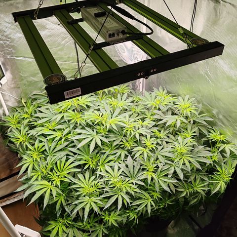 MOBY-D (JACK HERER X WHITE WHIDOW) growlog timeline photo