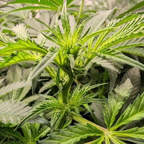 MOBY-D (JACK HERER X WHITE WHIDOW) growlog timeline photo