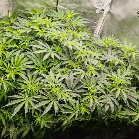 MOBY-D (JACK HERER X WHITE WHIDOW) growlog timeline photo