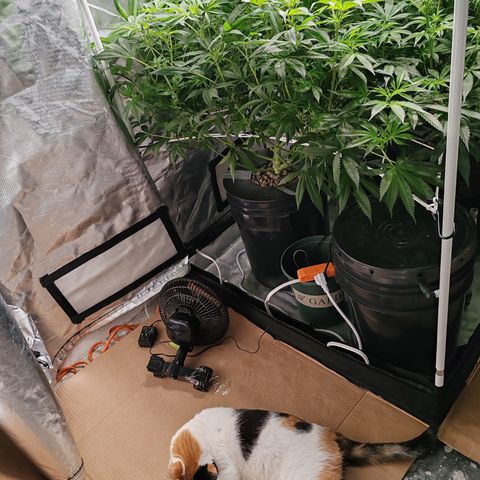 MOBY-D (JACK HERER X WHITE WHIDOW) growlog timeline photo