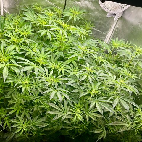 MOBY-D (JACK HERER X WHITE WHIDOW) growlog timeline photo