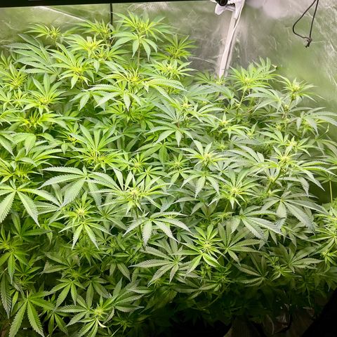 MOBY-D (JACK HERER X WHITE WHIDOW) growlog timeline photo