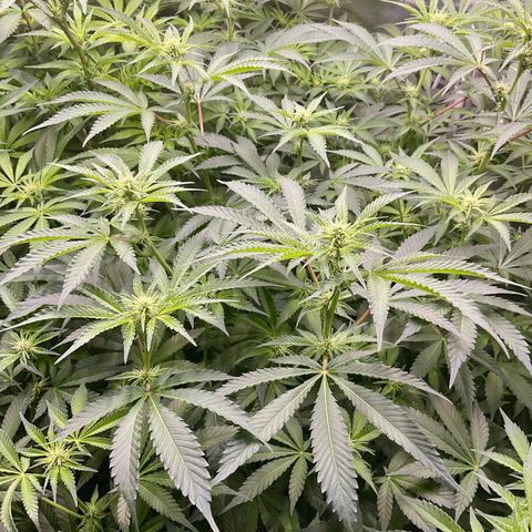 MOBY-D (JACK HERER X WHITE WHIDOW) growlog timeline photo
