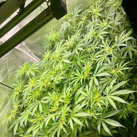 MOBY-D (JACK HERER X WHITE WHIDOW) growlog timeline photo