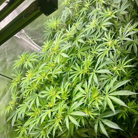 MOBY-D (JACK HERER X WHITE WHIDOW) growlog timeline photo