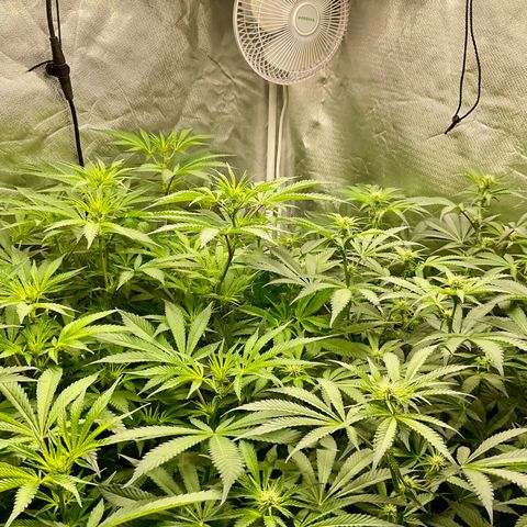 MOBY-D (JACK HERER X WHITE WHIDOW) growlog timeline photo