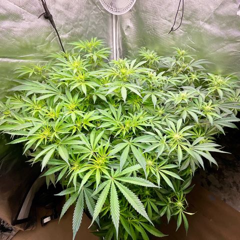 MOBY-D (JACK HERER X WHITE WHIDOW) growlog timeline photo