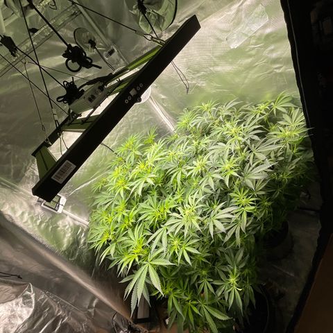 MOBY-D (JACK HERER X WHITE WHIDOW) growlog timeline photo