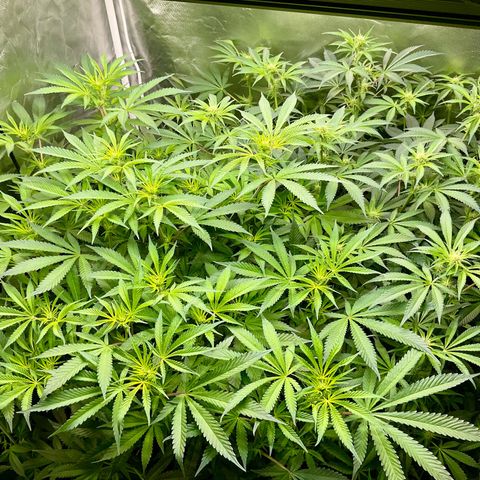 MOBY-D (JACK HERER X WHITE WHIDOW) growlog timeline photo