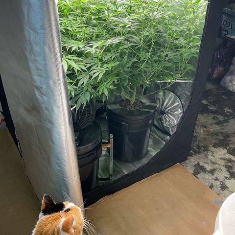 MOBY-D (JACK HERER X WHITE WHIDOW) growlog timeline photo