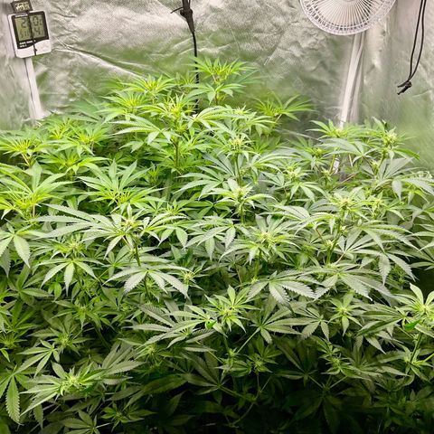 MOBY-D (JACK HERER X WHITE WHIDOW) growlog timeline photo