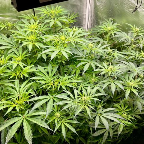 MOBY-D (JACK HERER X WHITE WHIDOW) growlog timeline photo