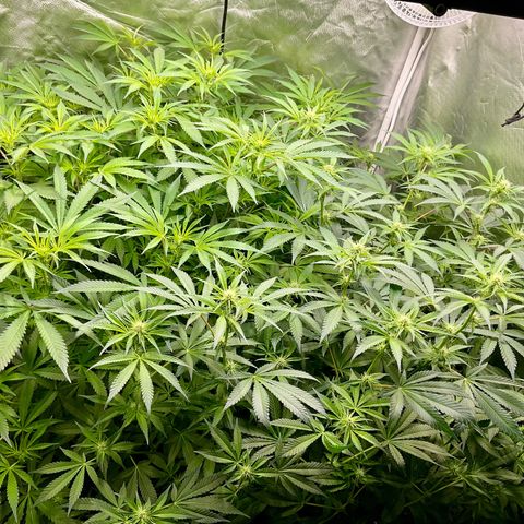 MOBY-D (JACK HERER X WHITE WHIDOW) growlog timeline photo