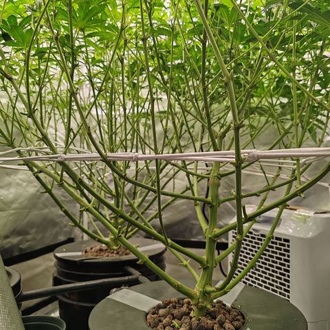MOBY-D (JACK HERER X WHITE WHIDOW) growlog timeline photo