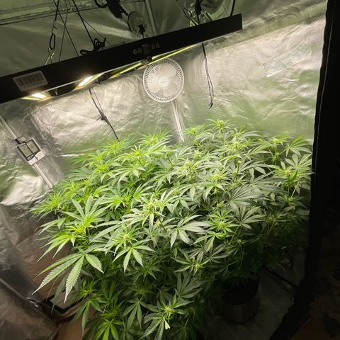 MOBY-D (JACK HERER X WHITE WHIDOW) growlog timeline photo