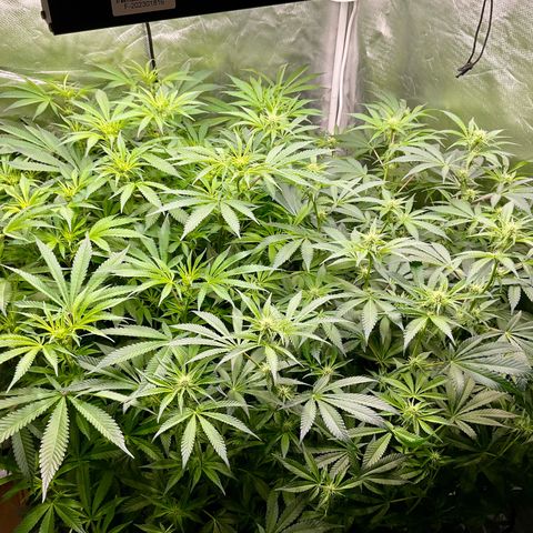 MOBY-D (JACK HERER X WHITE WHIDOW) growlog timeline photo