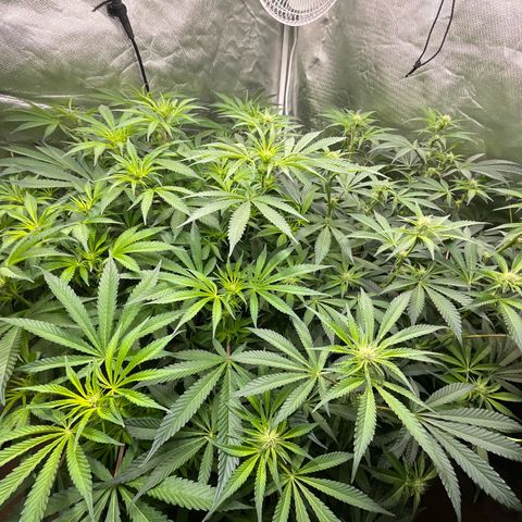 MOBY-D (JACK HERER X WHITE WHIDOW) growlog timeline photo