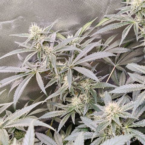 MOBY-D (JACK HERER X WHITE WHIDOW) growlog timeline photo