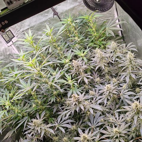 MOBY-D (JACK HERER X WHITE WHIDOW) growlog timeline photo