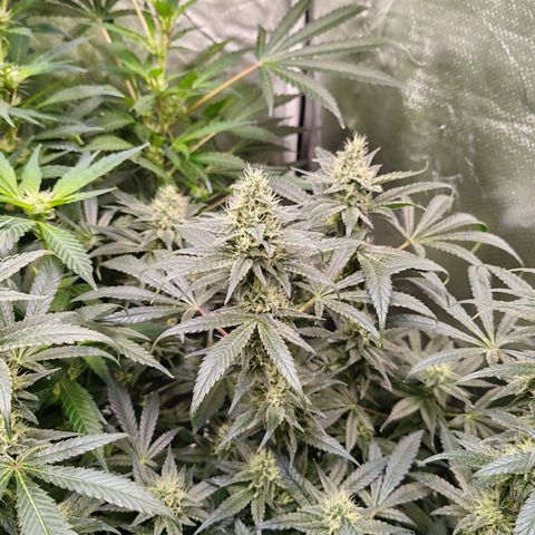 MOBY-D (JACK HERER X WHITE WHIDOW) growlog timeline photo