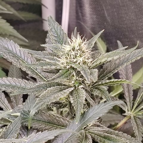 MOBY-D (JACK HERER X WHITE WHIDOW) growlog timeline photo