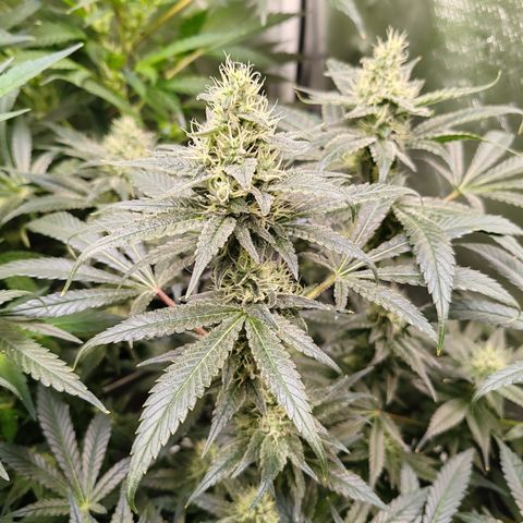 MOBY-D (JACK HERER X WHITE WHIDOW) growlog timeline photo