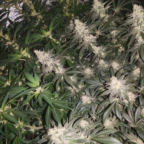 MOBY-D (JACK HERER X WHITE WHIDOW) growlog timeline photo