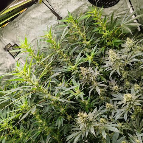 MOBY-D (JACK HERER X WHITE WHIDOW) growlog timeline photo