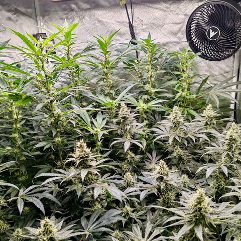 MOBY-D (JACK HERER X WHITE WHIDOW) growlog timeline photo