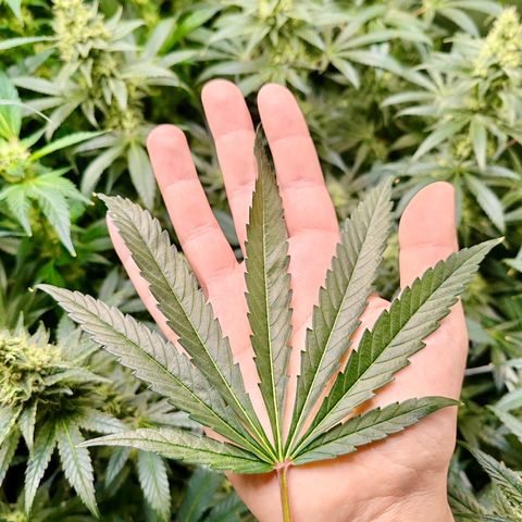 MOBY-D (JACK HERER X WHITE WHIDOW) growlog timeline photo