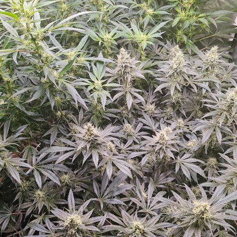 MOBY-D (JACK HERER X WHITE WHIDOW) growlog timeline photo