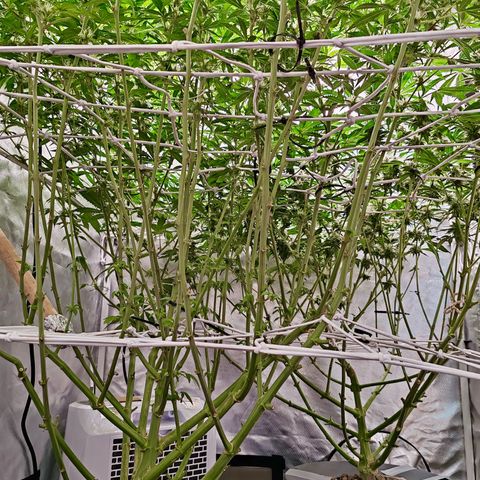 MOBY-D (JACK HERER X WHITE WHIDOW) growlog timeline photo